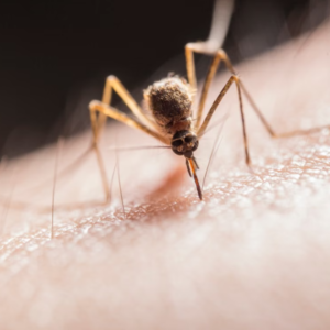 dengue em crianças